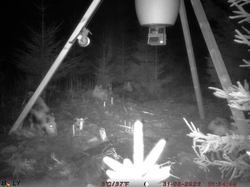 Bild från STORATRÄA