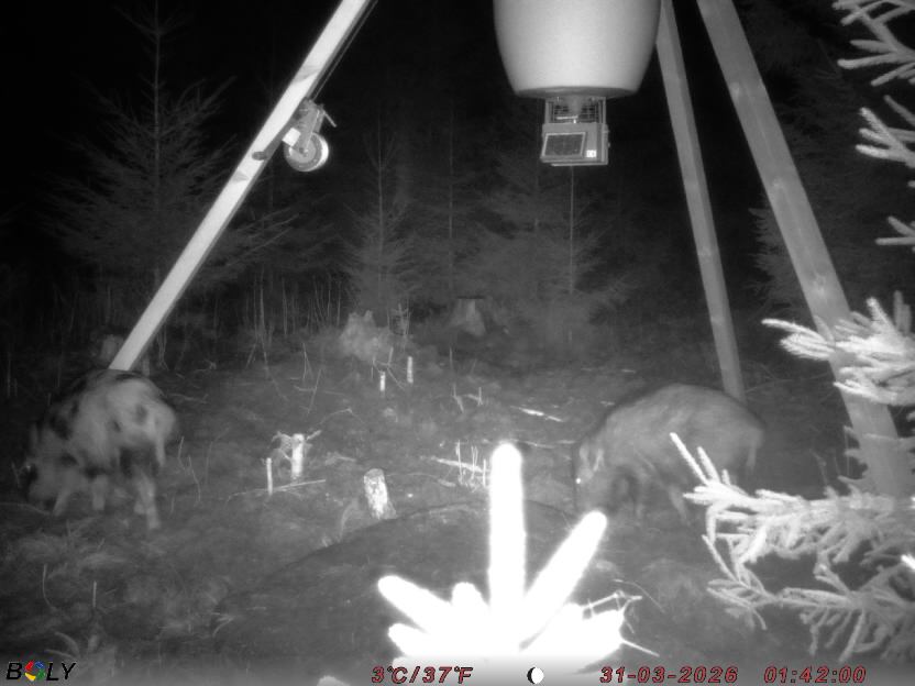 Bild från STORATRÄA