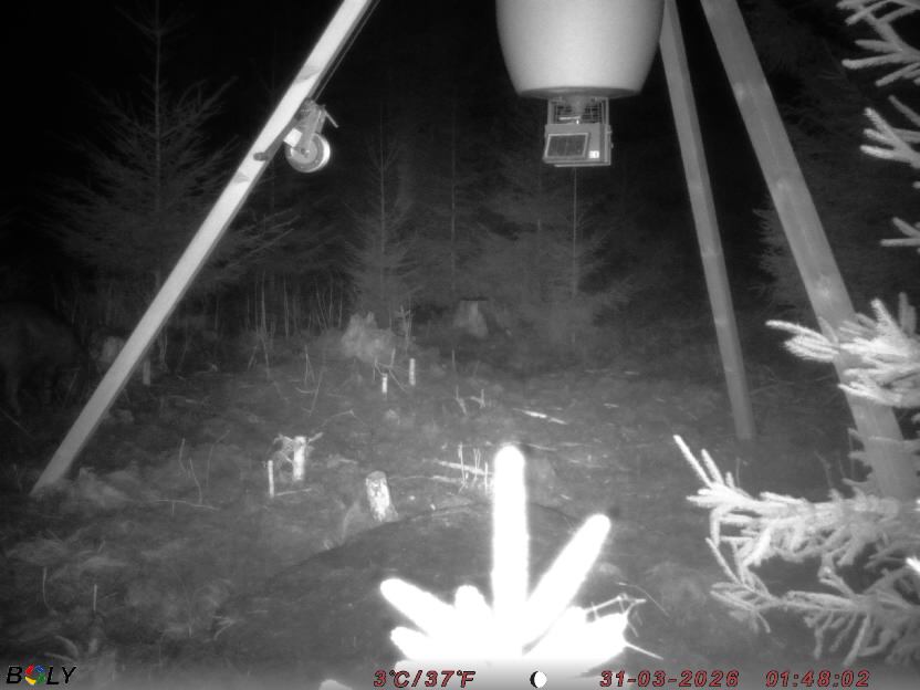 Bild från STORATRÄA