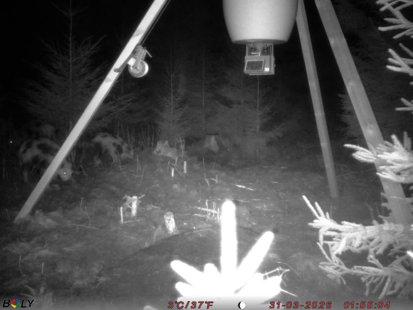 Bild från STORATRÄA