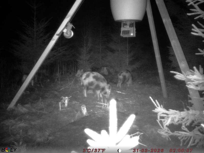 Bild från STORATRÄA