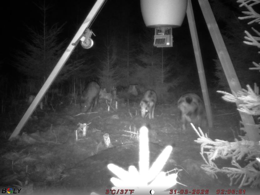 Bild från STORATRÄA