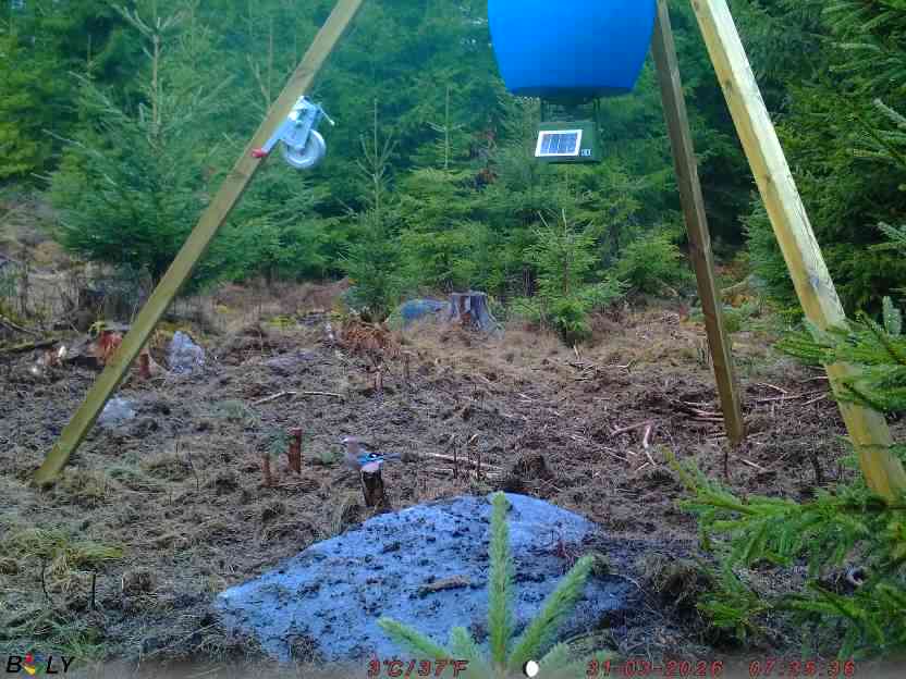 Bild från STORATRÄA