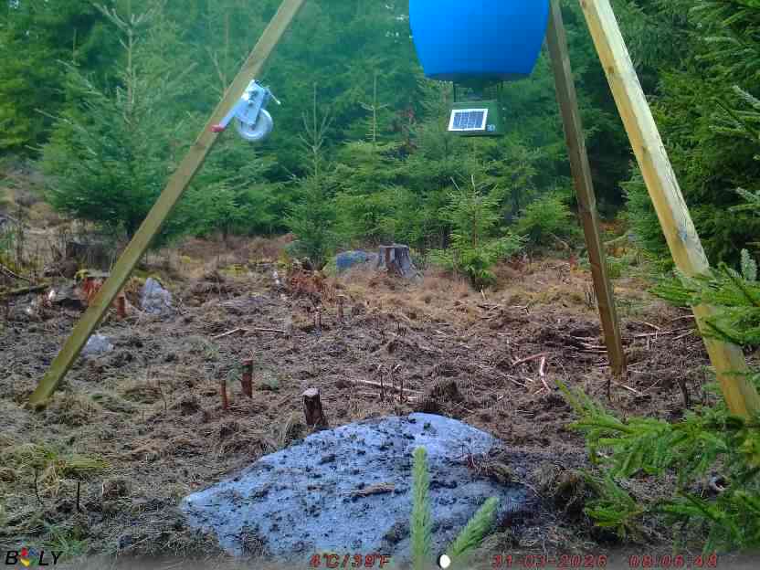 Bild från STORATRÄA