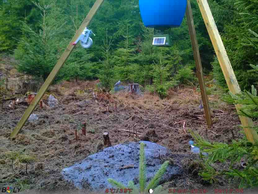 Bild från STORATRÄA