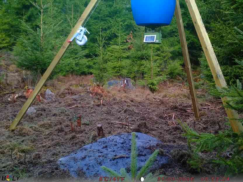 Bild från STORATRÄA