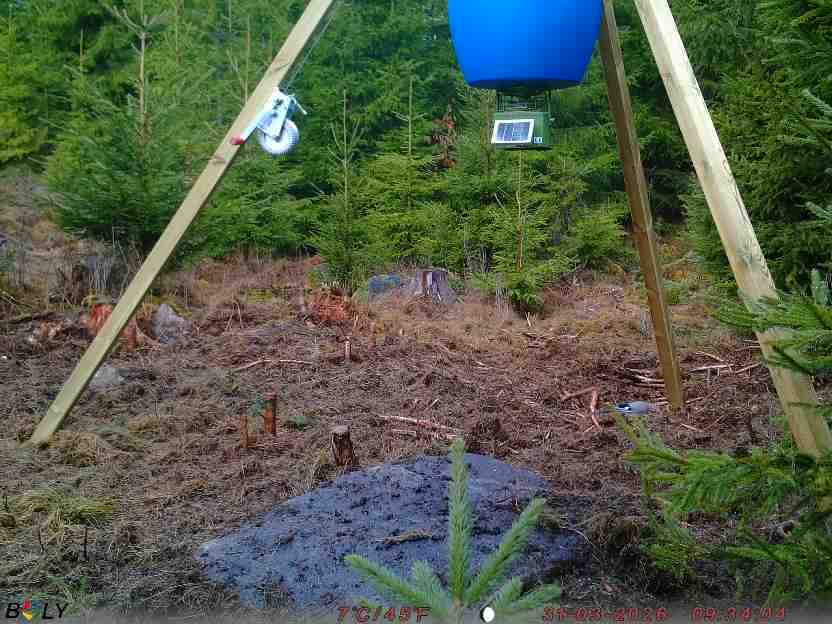 Bild från STORATRÄA