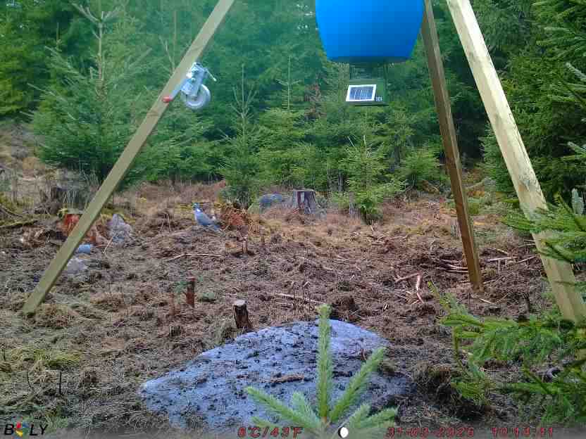 Bild från STORATRÄA