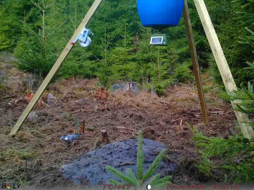 Bild från STORATRÄA