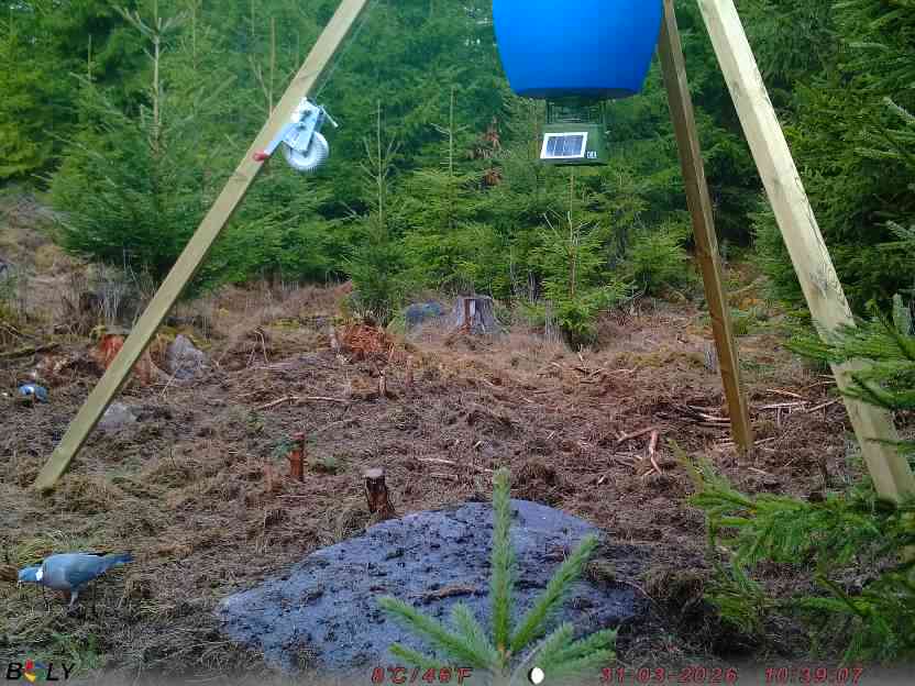 Bild från STORATRÄA