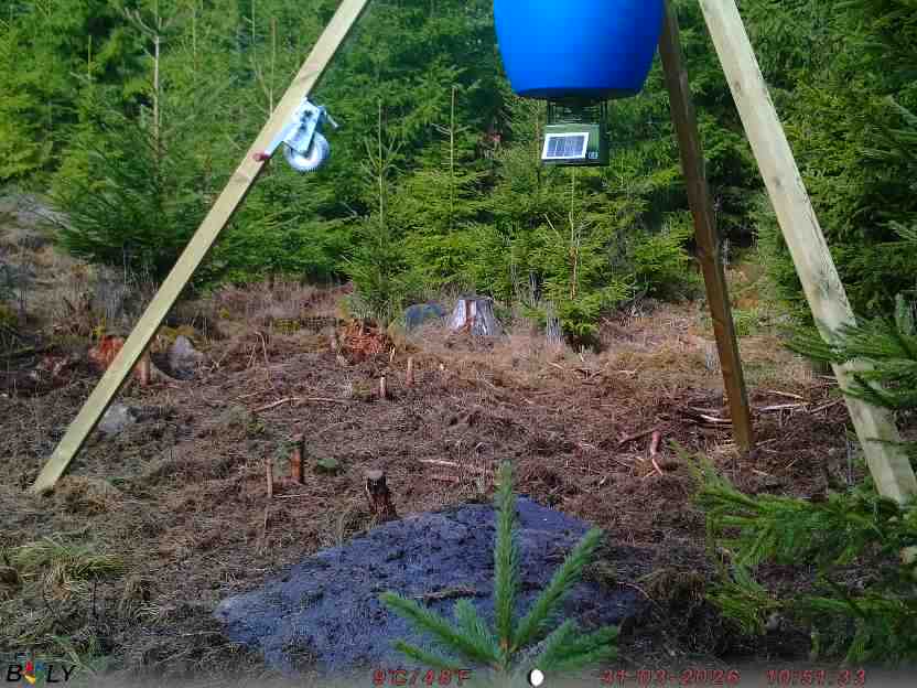 Bild från STORATRÄA