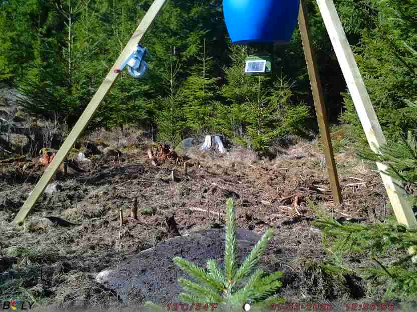 Bild från STORATRÄA