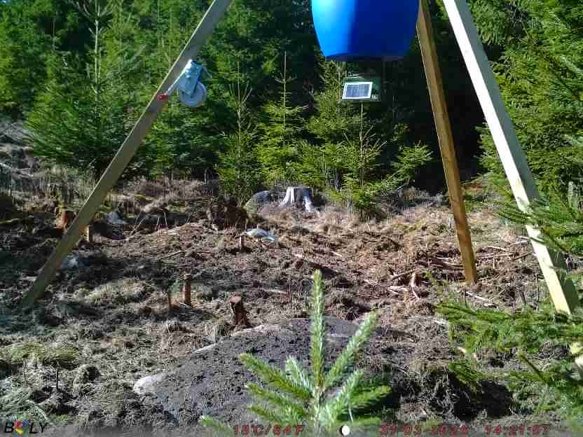 Bild från STORATRÄA