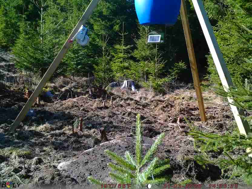 Bild från STORATRÄA