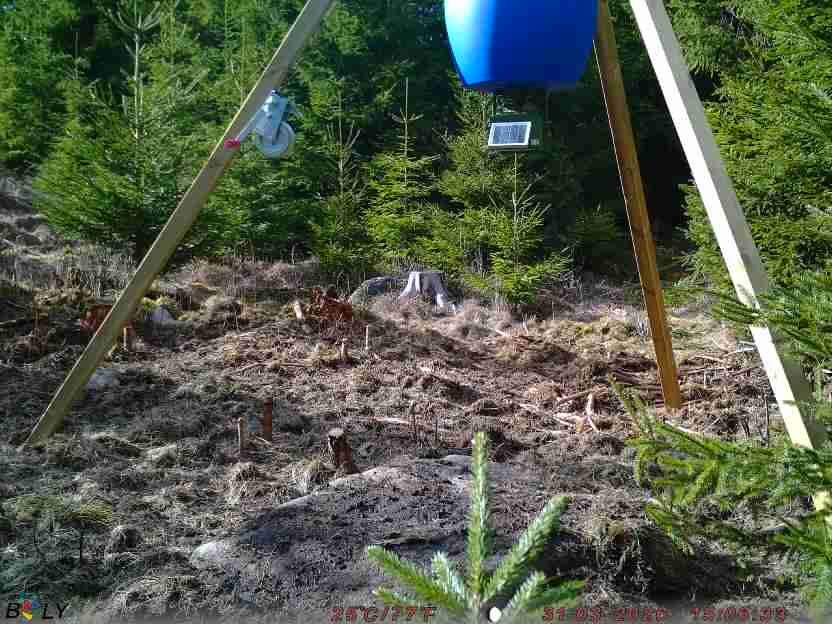 Bild från STORATRÄA