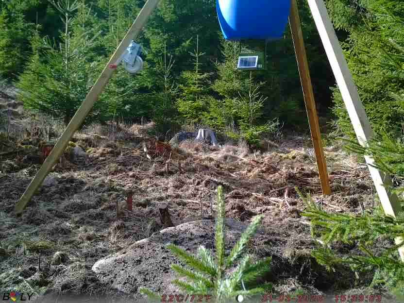 Bild från STORATRÄA