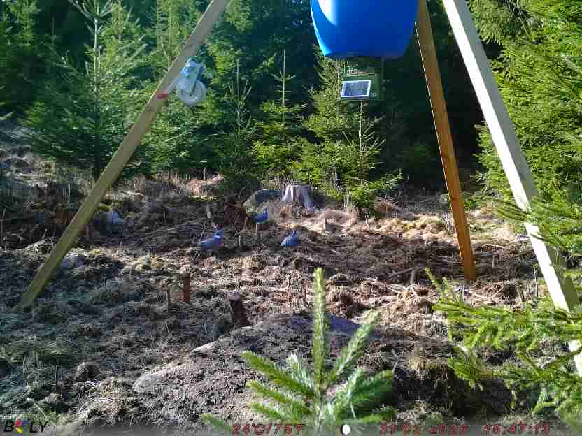 Bild från STORATRÄA