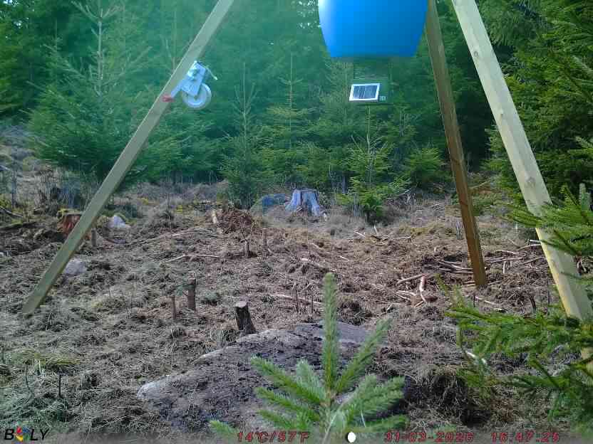 Bild från STORATRÄA