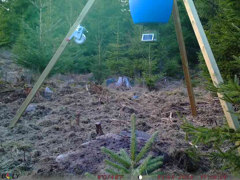 Bild från STORATRÄA