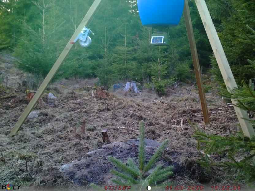 Bild från STORATRÄA