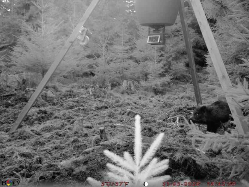 Bild från STORATRÄA