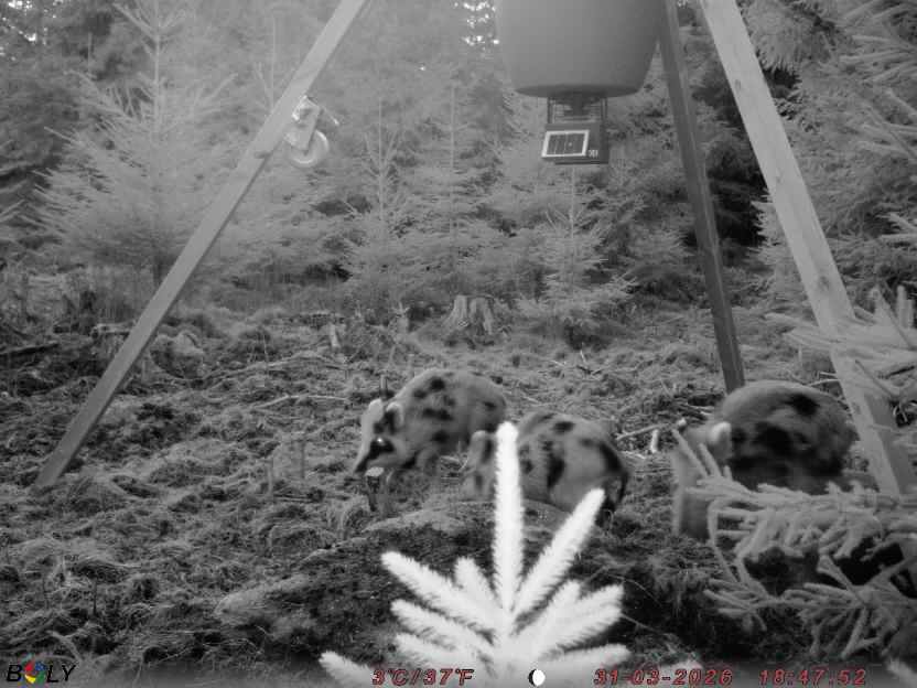 Bild från STORATRÄA