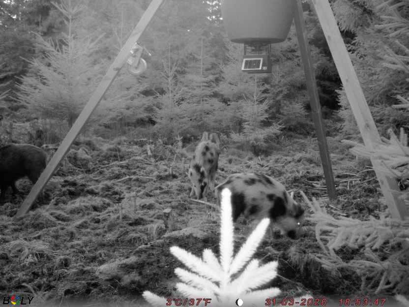 Bild från STORATRÄA