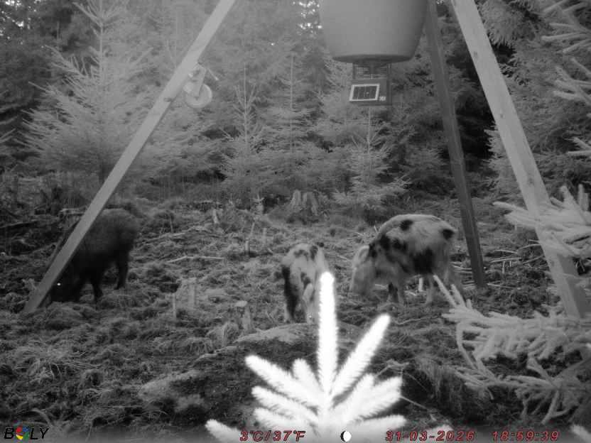 Bild från STORATRÄA