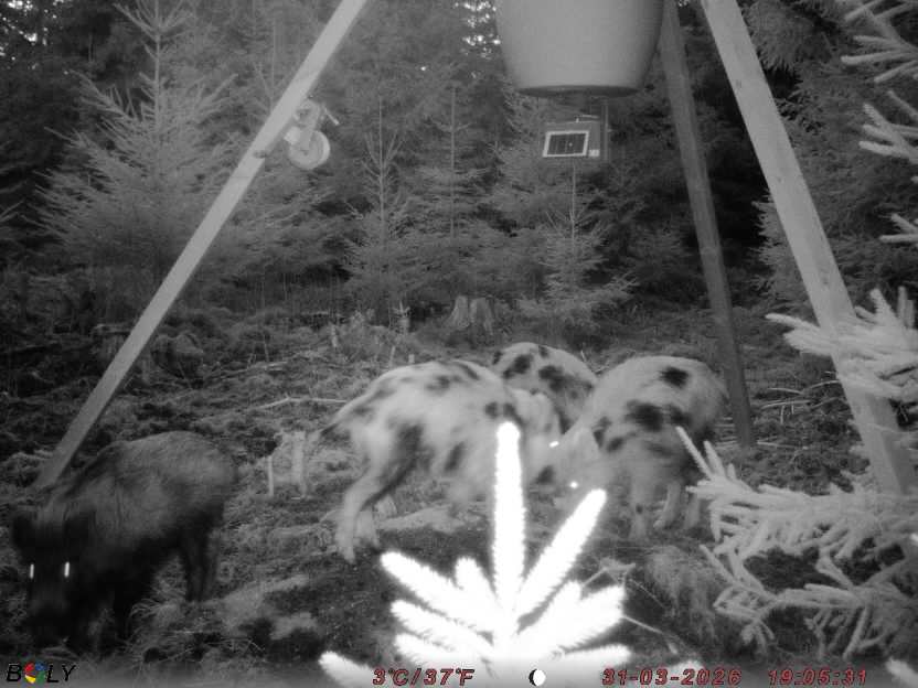 Bild från STORATRÄA