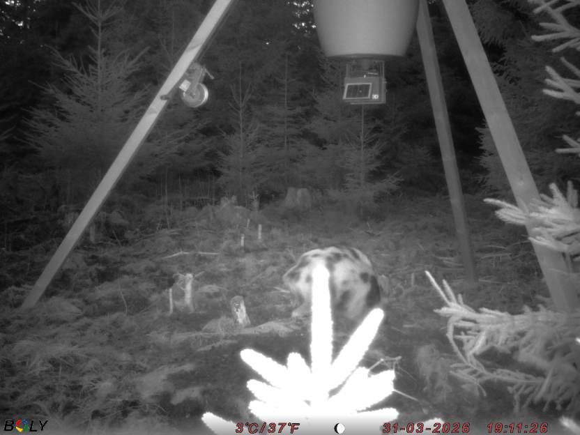 Bild från STORATRÄA