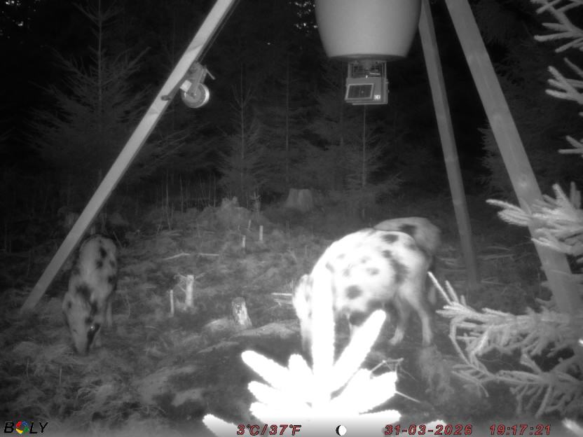 Bild från STORATRÄA