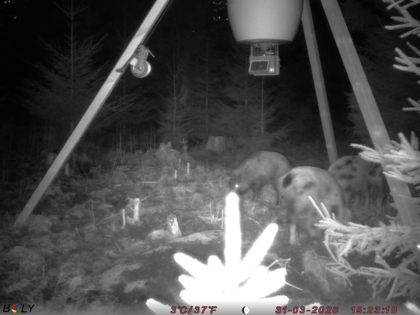 Bild från STORATRÄA