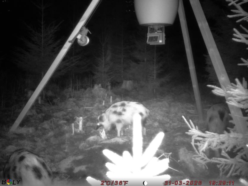 Bild från STORATRÄA