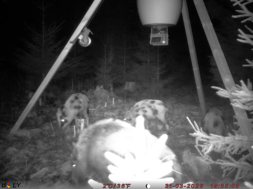 Bild från STORATRÄA