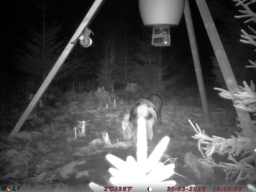 Bild från STORATRÄA