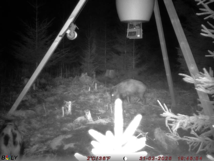 Bild från STORATRÄA