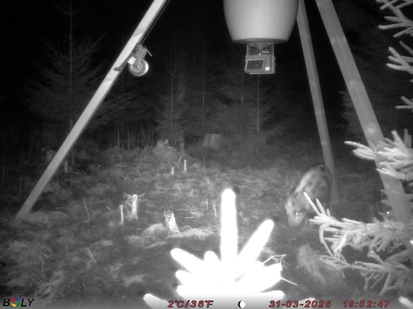 Bild från STORATRÄA