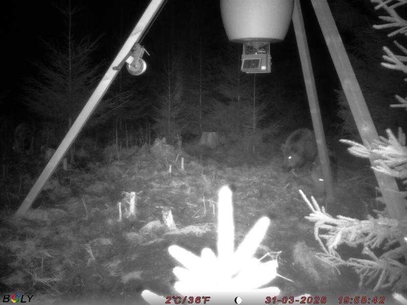 Bild från STORATRÄA