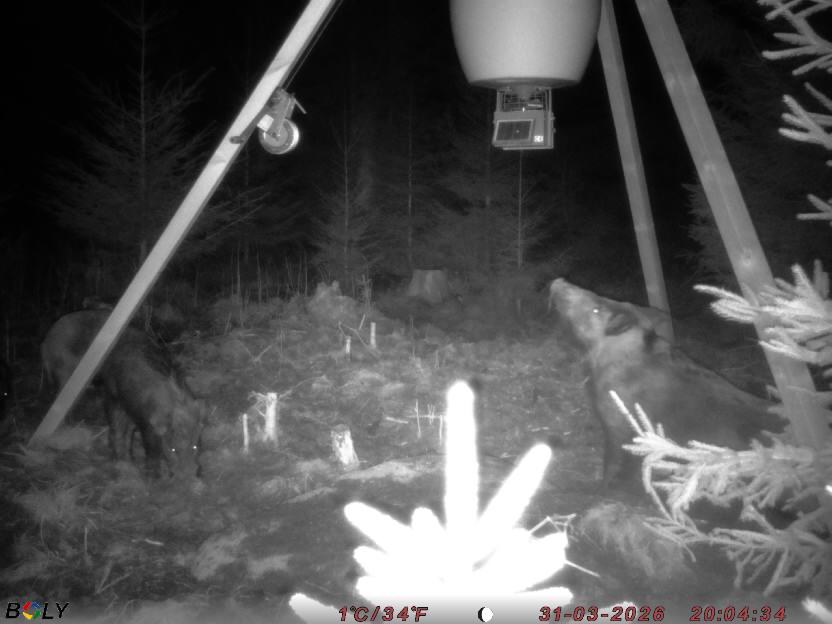 Bild från STORATRÄA