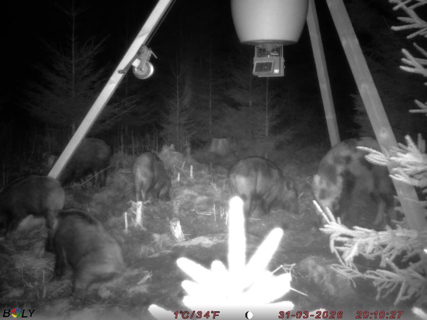 Bild från STORATRÄA