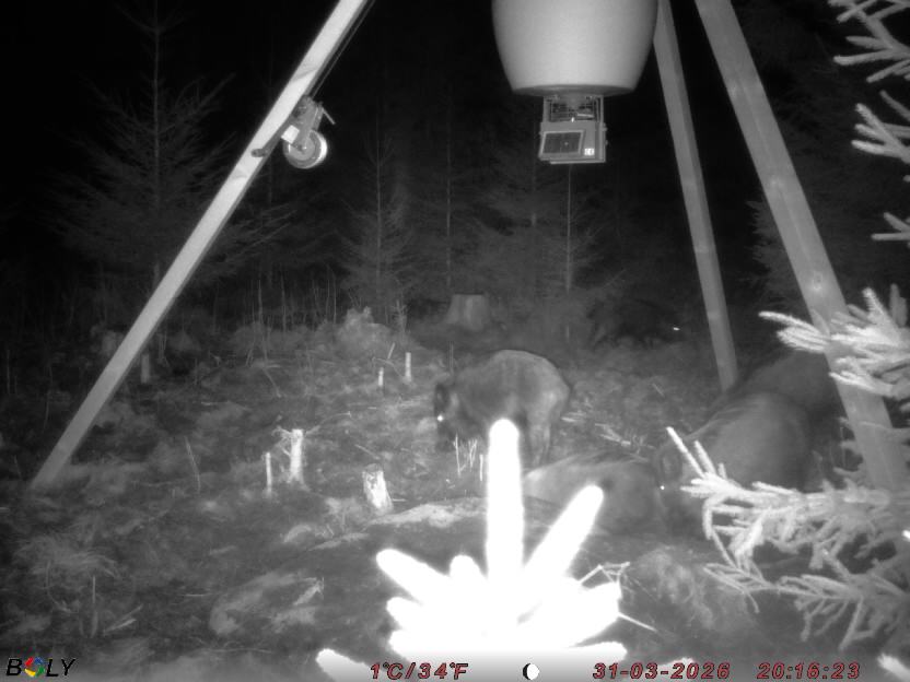 Bild från STORATRÄA