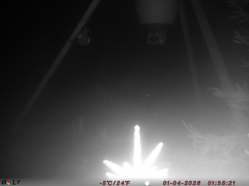 Bild från STORATRÄA