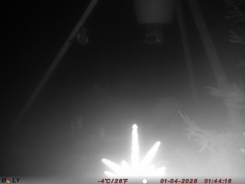 Bild från STORATRÄA