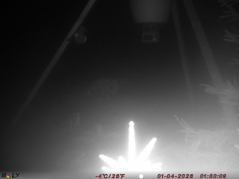 Bild från STORATRÄA