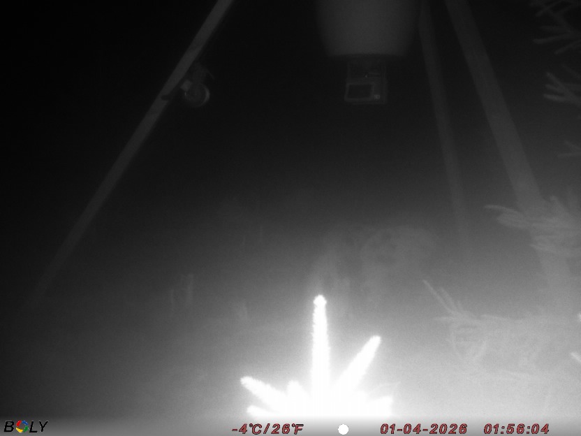 Bild från STORATRÄA