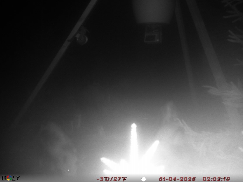 Bild från STORATRÄA