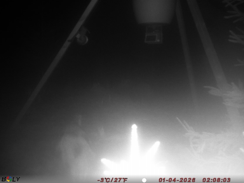 Bild från STORATRÄA