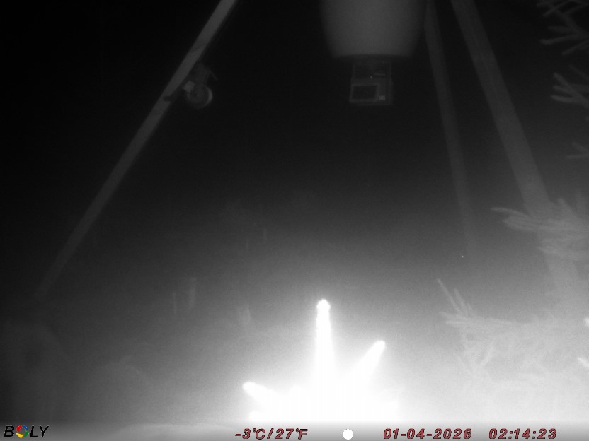 Bild från STORATRÄA