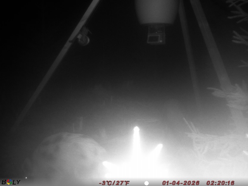 Bild från STORATRÄA