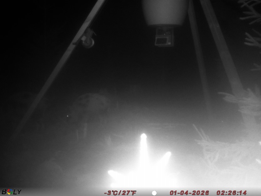 Bild från STORATRÄA